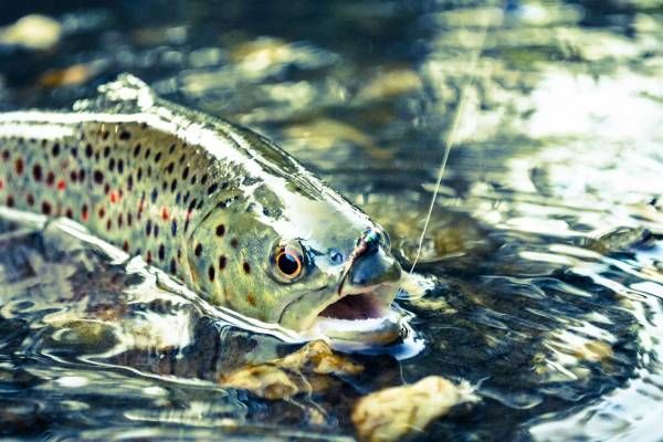 fish