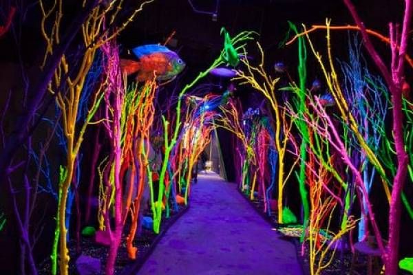 meow wolf