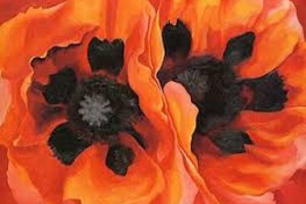 o'keefe poppy