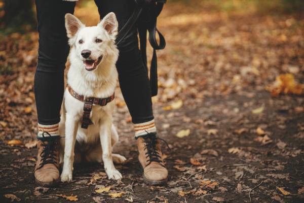 hiking with dog santa fe